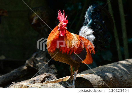The red junglefowl is a beautiful chicken-like bird found in the tropical rainforests of Southeast Asia. 130825494