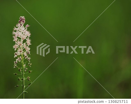 藤蔓植物的粉紅色花朵的特寫 130825711