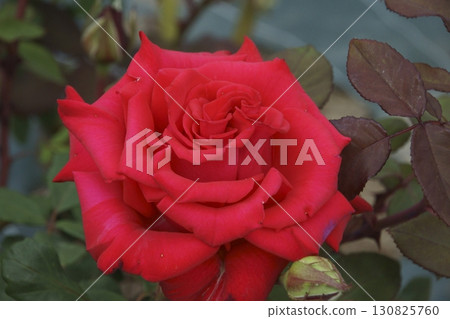 rose rose 130825760