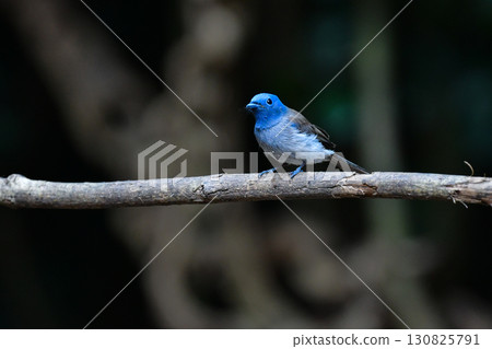 黑頸霸鶲是一種美麗的藍色鳥類，生活在泰國和其他東南亞國家的熱帶雨林中。 130825791