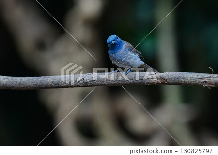 The black-necked flycatcher is a beautiful blue bird found in the tropical rainforests of Thailand and other Southeast Asian countries. The black-necked flycatcher is a beautiful blue bird found in the tropical rainforests of Thailand and other Southeast Asian countries. 130825792