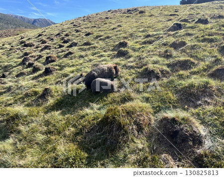 Wombats living in Cradle Mountain National Park, Tasmania, Australia Wombats living in Cradle Mountain National Park, Tasmania, Australia 130825813