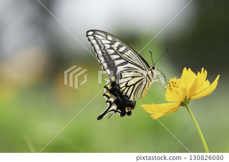 Swallowtail butterfly sucking nectar from yellow cosmos flowers Swallowtail butterfly sucking nectar from yellow cosmos flowers 130826080