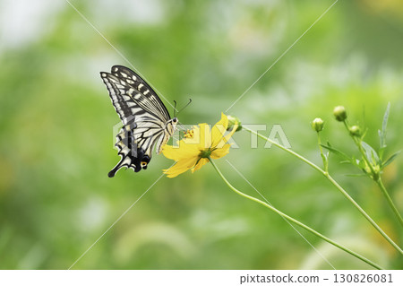Swallowtail butterfly sucking nectar from yellow cosmos flowers 130826081
