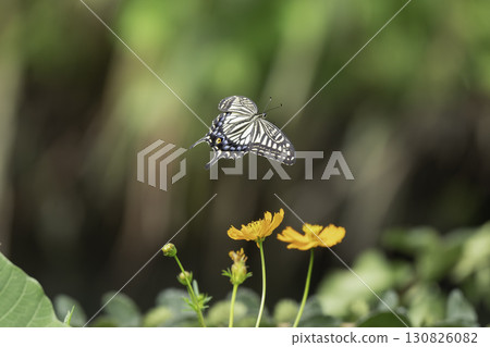 燕尾蝴蝶從黃色波斯菊花中吸取花蜜 燕尾蝴蝶從黃色波斯菊花中吸取花蜜 130826082