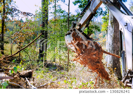 Excavator skillfully extracts tree roots from ground in forested area 130826241