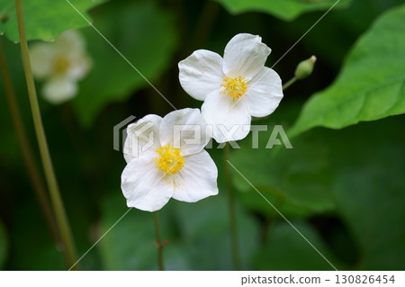 Shirayukijishi之花 Shirayukijishi之花 130826454