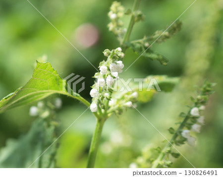 White and pretty shiso flowers 130826491