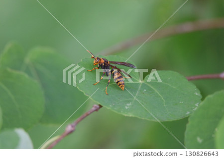 Paper wasp on a leaf 130826643