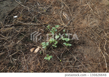 Vitality: A single watermelon growing in a field Vitality: A single watermelon growing in a field 130826648