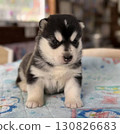 Are your eyes and ears open? Siberian Husky 130826683