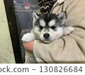 Siberian husky carried like a doll 130826684