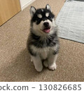 Isn't that little bit of tongue showing? Siberian Husky 130826685