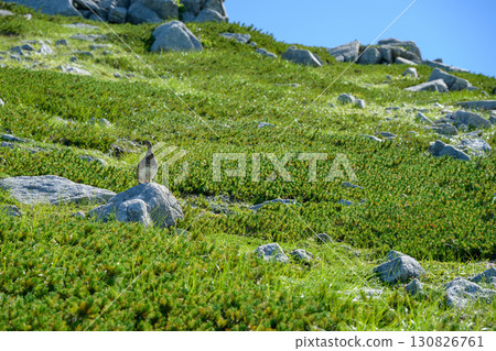 [Nagano Prefecture] Ptarmigan living on Mount Kiso-Koma in the Central Alps 130826761
