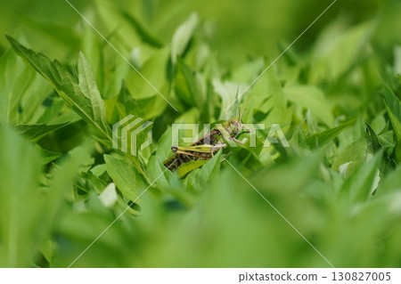 隱藏的蚱蜢 130827005