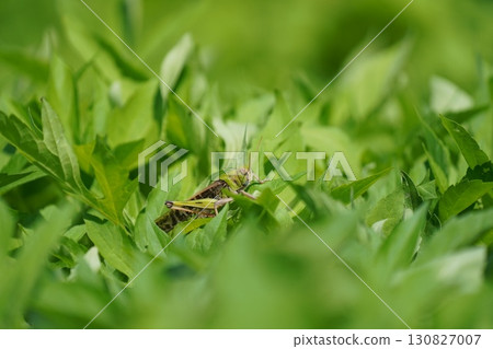 Hiding Grasshopper 130827007