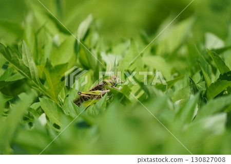 Hiding Grasshopper 130827008