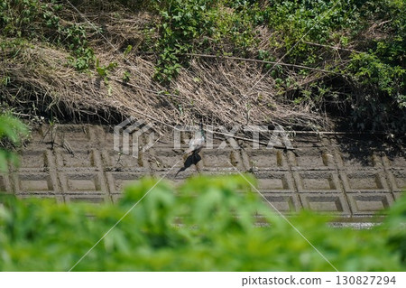 Pheasant 130827294
