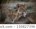 Young male lion brothers 130827396