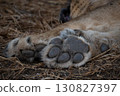 Pioneer of the lion 130827397