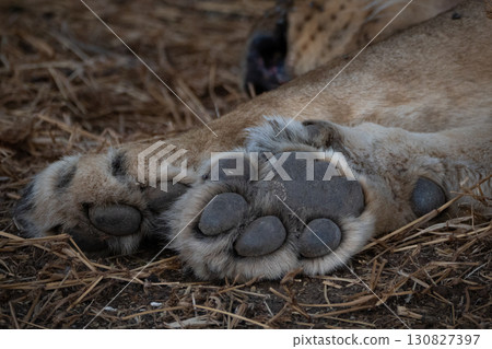Pioneer of the lion Pioneer of the lion 130827397