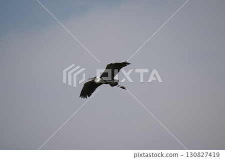 一隻藍鷺飛翔 130827419