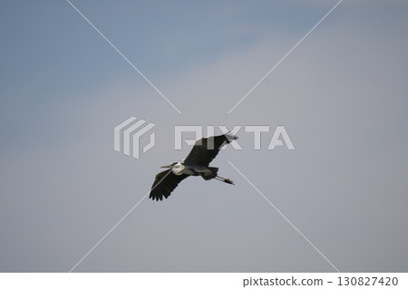 一隻藍鷺飛翔 130827420