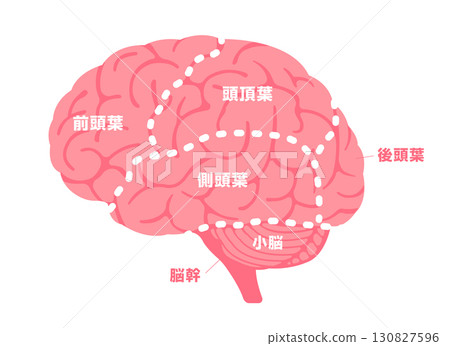 人腦結構和零件名稱（從側面）矢量圖 130827596