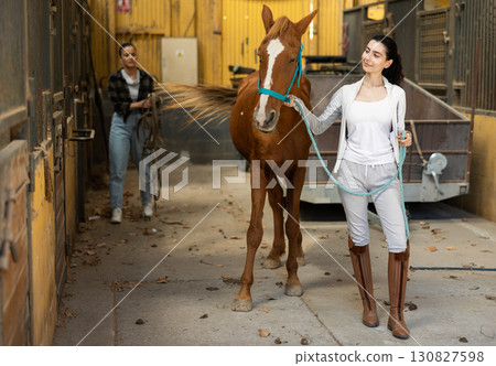 Armenian female worker takes horse out of stall, holds animal by bridle and leads pet for walk Armenian female worker takes horse out of stall, holds animal by bridle and leads pet for walk 130827598