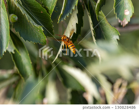 Flying hornets 130828486