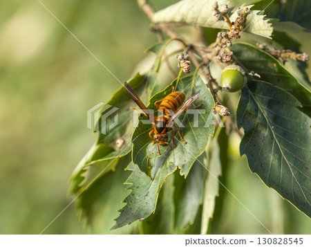 A hornet resting on a leaf 130828545
