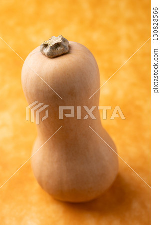 Fresh butternut squash pumpkin on orange background, Vegetable in Autumn season, Food ingredient 130828566