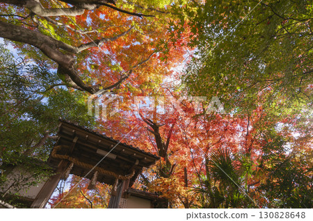 Autumn leaves at Matsugasaki Daikokuten in Kyoto 130828648