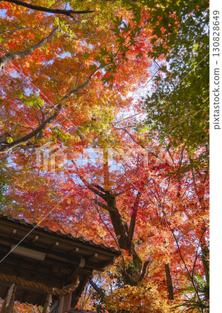 Autumn leaves at Matsugasaki Daikokuten in Kyoto 130828649