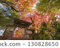 Autumn leaves at Matsugasaki Daikokuten in Kyoto 130828650