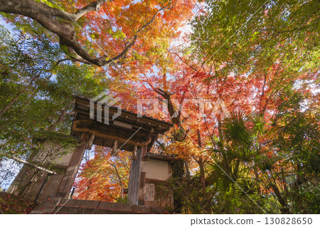 京都鬆崎大黑天的秋葉 130828650