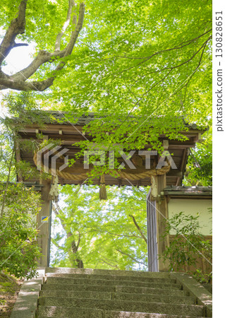 Green maple leaves at Matsugasaki Daikokuten in Kyoto Green maple leaves at Matsugasaki Daikokuten in Kyoto 130828651