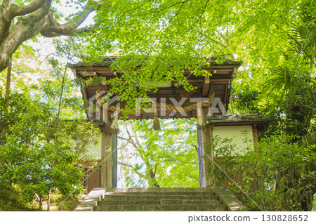 京都鬆崎大黑店的綠色楓葉 130828652