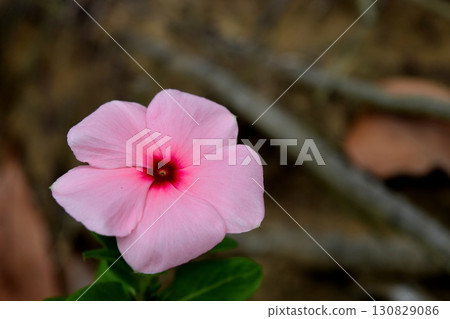 Pink Nichinoscisso 130829086