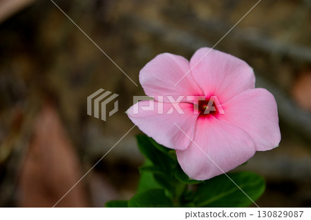 Pink Nichinoscisso 130829087