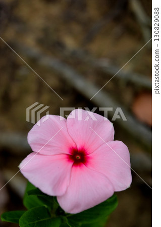 Pink Nichinoscisso Pink Nichinoscisso 130829088