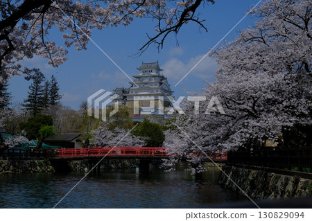 Beautiful Himeji Castle with cherry blossoms in full bloom 130829094