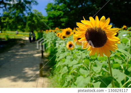 Summer flower Sunflower 130829117