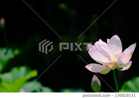 蓮花在夏日陽光下閃耀 130829131
