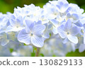 Blue hydrangea 130829133