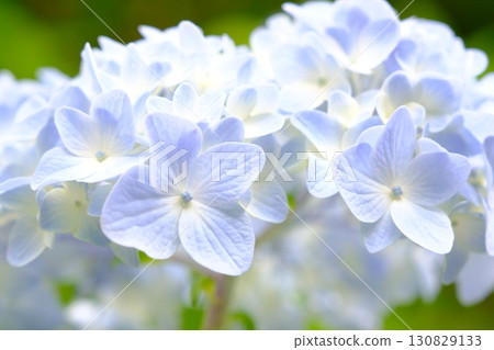 藍色繡球花 藍色繡球花 130829133