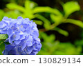 Blue hydrangea 130829134