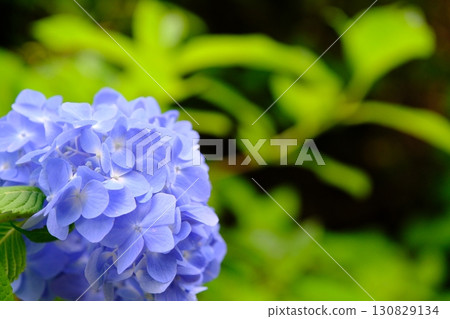 藍色繡球花 藍色繡球花 130829134