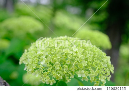hydrangea   130829135