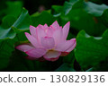 A beautiful lotus flower 130829136